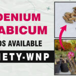 Best quality adenium seeds