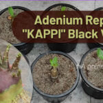Adenium KAPPI Variety seedling repot